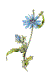 Wegwarte